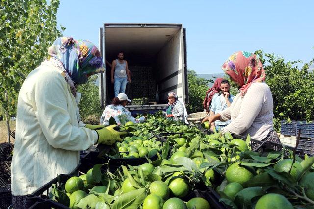 Kozan'da erkenci mandalina hasadı başladı