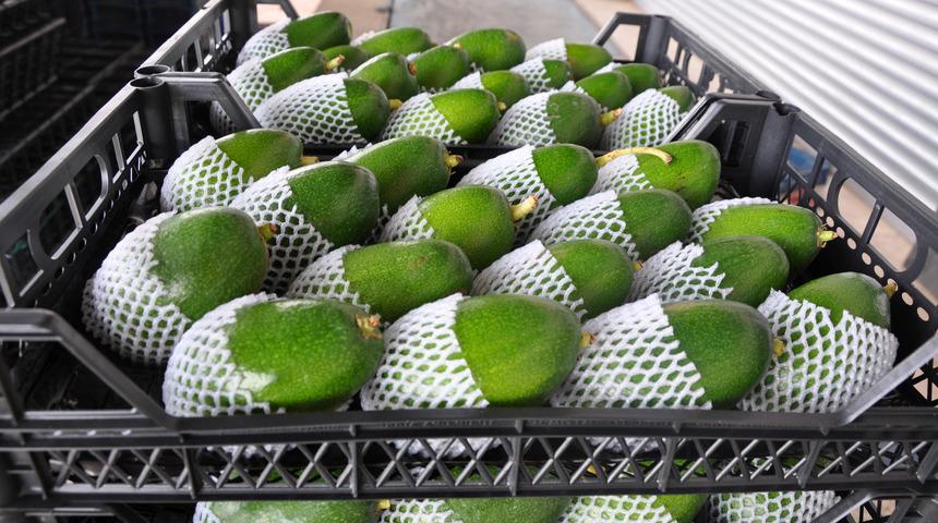 Gazipaşa'nın avokado hedefi 5 milyon adet