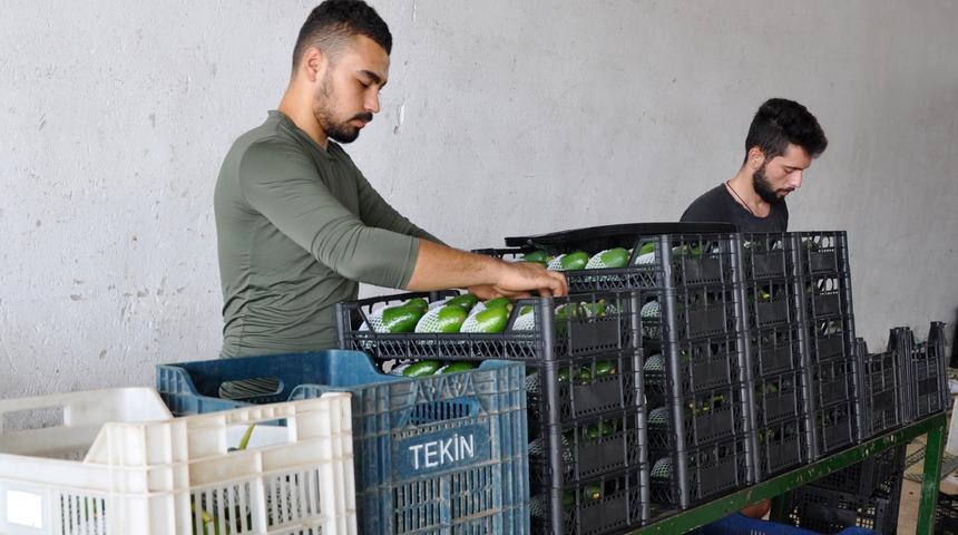 Gazipaşa'nın avokado hedefi 5 milyon adet