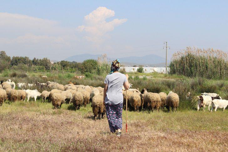Taksiciye alıştık tamirciyi gördük: İşte bu da İzmir'in sertifikalı kadın çobanı