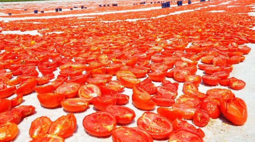 Kınık’ta ’kırmızı altın’ bereketi