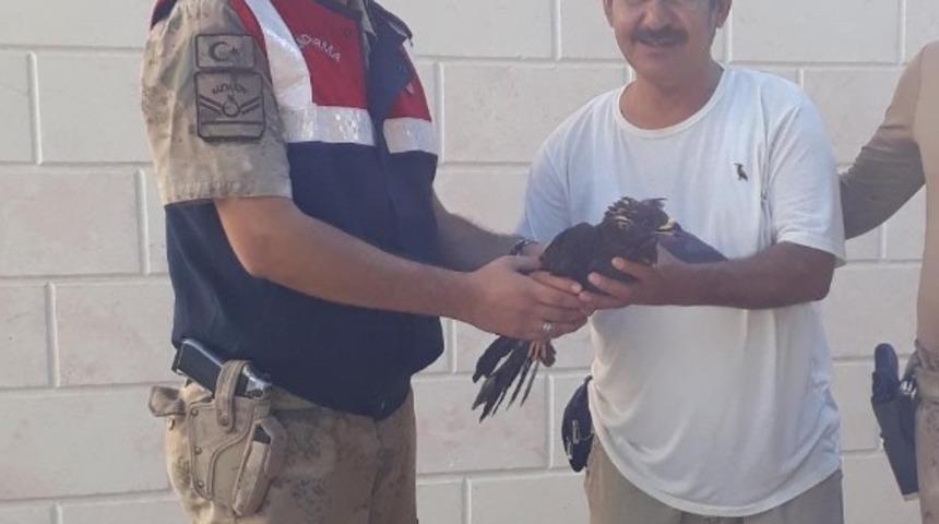 Yaralı bulunan Arı Şahin&rsquo;i tedavi altına alındı