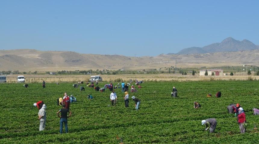 Develi’de çilek fideleri stilleniyor