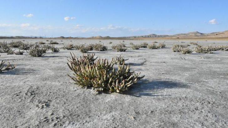 Kellah Gölü tamamen kurudu G2