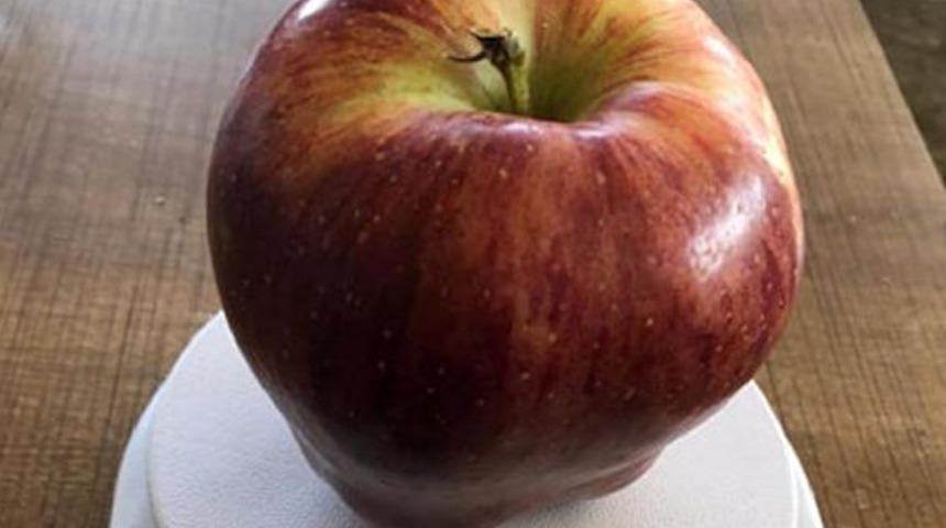 Isparta'da  935 gramlık elma şaşırttı