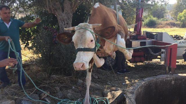 Kuyuya düşen inek vinçle çıkarıldı