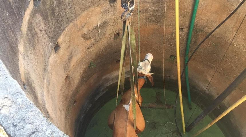 Kuyuya d&uuml;şen inek vin&ccedil;le &ccedil;ıkarıldı