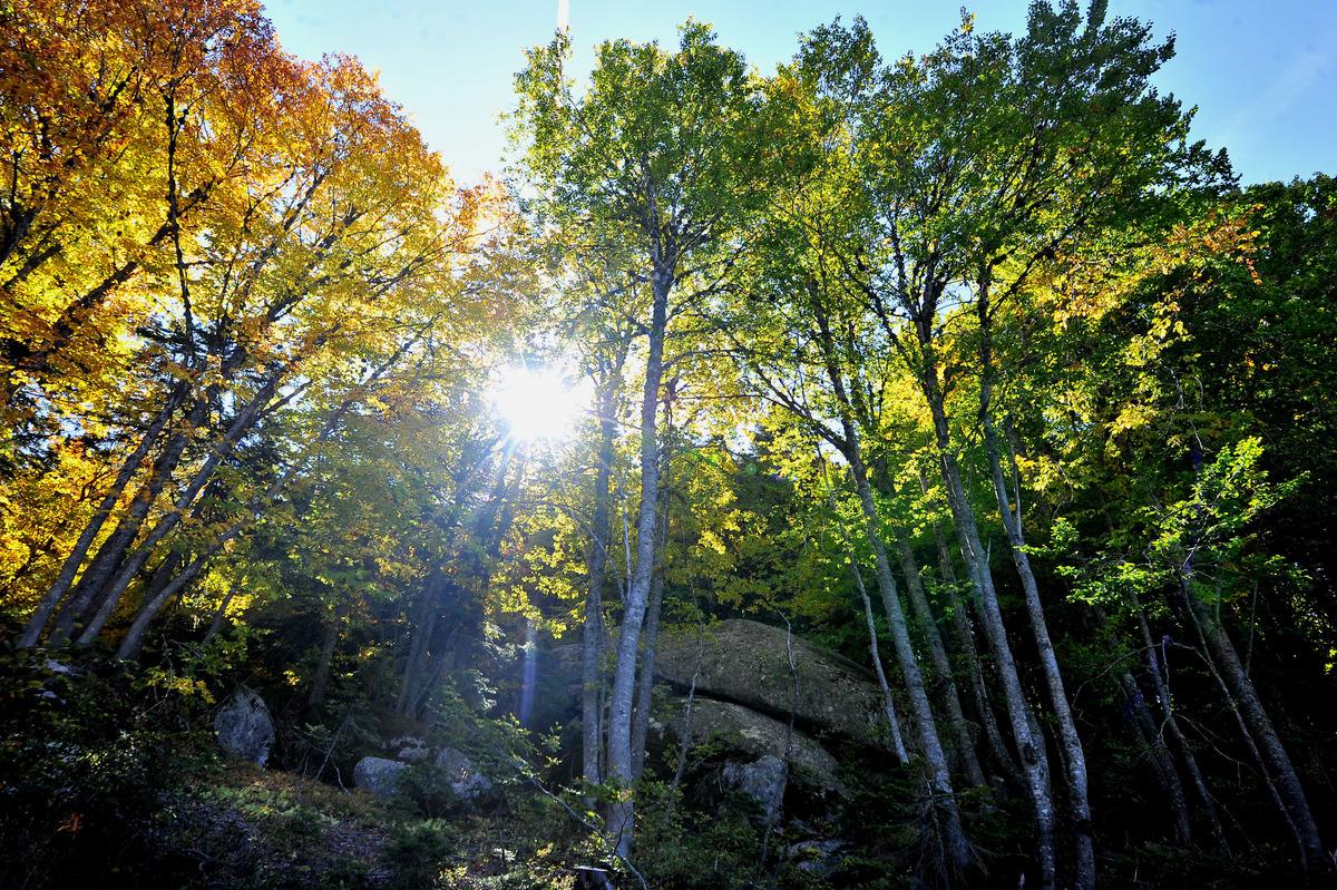 Uludağ'da sonbahar g&uuml;zelliği