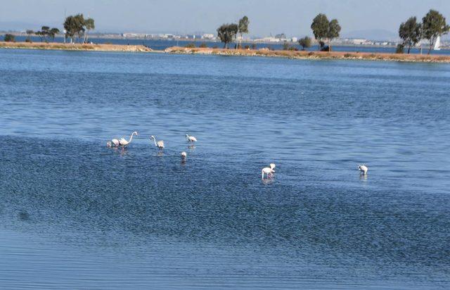 İzmir'de pembe beyaz flamingolar görsel şölen oluşturdu