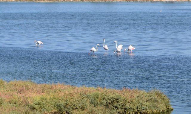 İzmir'de pembe beyaz flamingolar görsel şölen oluşturdu