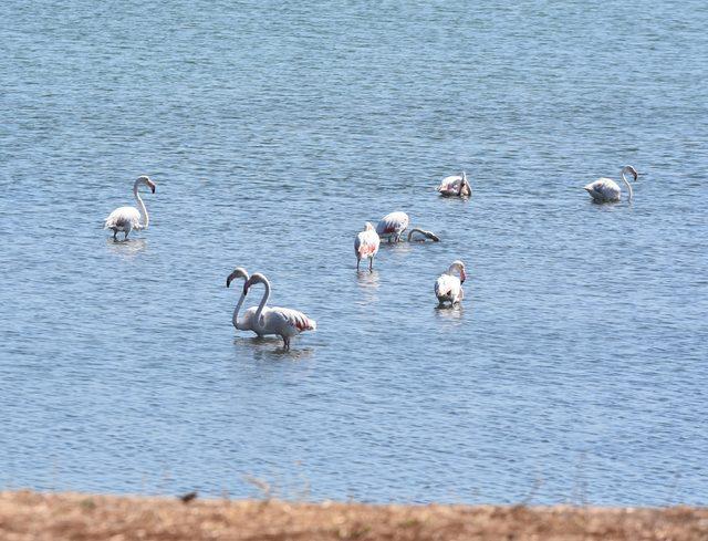 İzmir'de pembe beyaz flamingolar görsel şölen oluşturdu