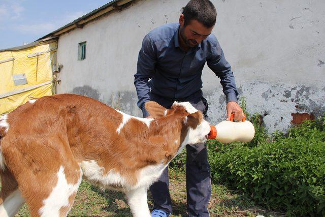 3 bacaklı buzağıya 'protez bacak' isteği