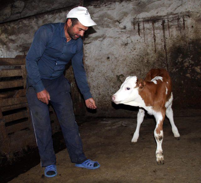 3 bacaklı buzağıya 'protez bacak' isteği