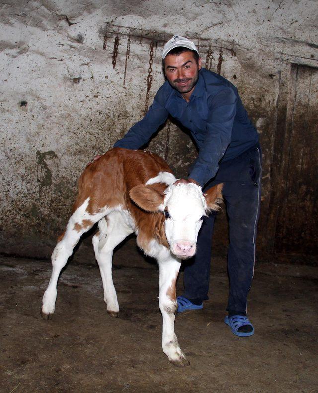 3 bacaklı buzağıya 'protez bacak' isteği