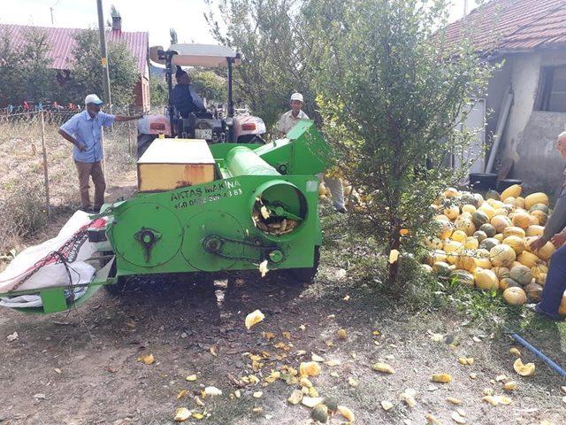 Simav’da çerezlik kabak hasadı