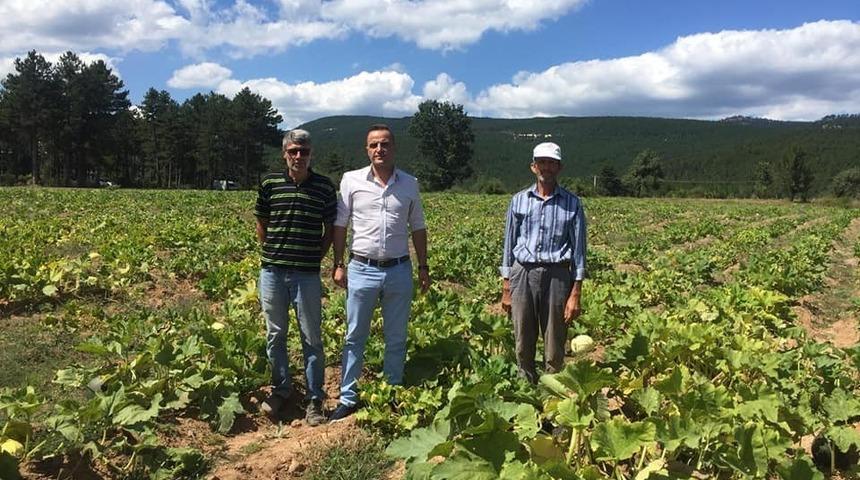 Simav’da çerezlik kabak hasadı