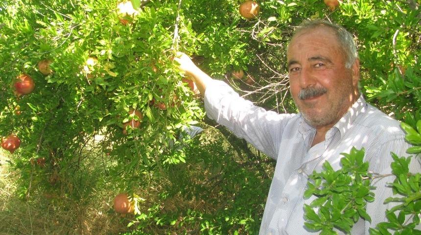Nar ekşisi yapımında kullanılan "Yaylacık Narı"nın hasadı başladı