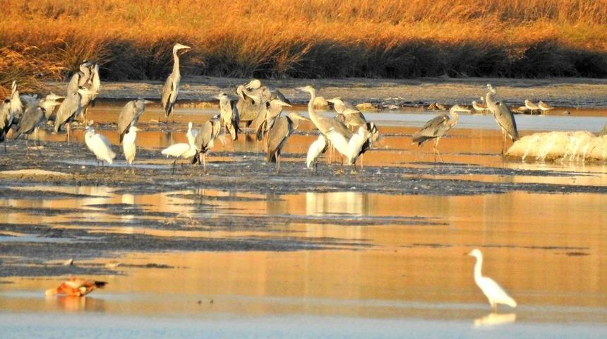 Ala&ccedil;atı Azmak Kuş Rotası ilk kez uluslararası kayıtlara girecek
