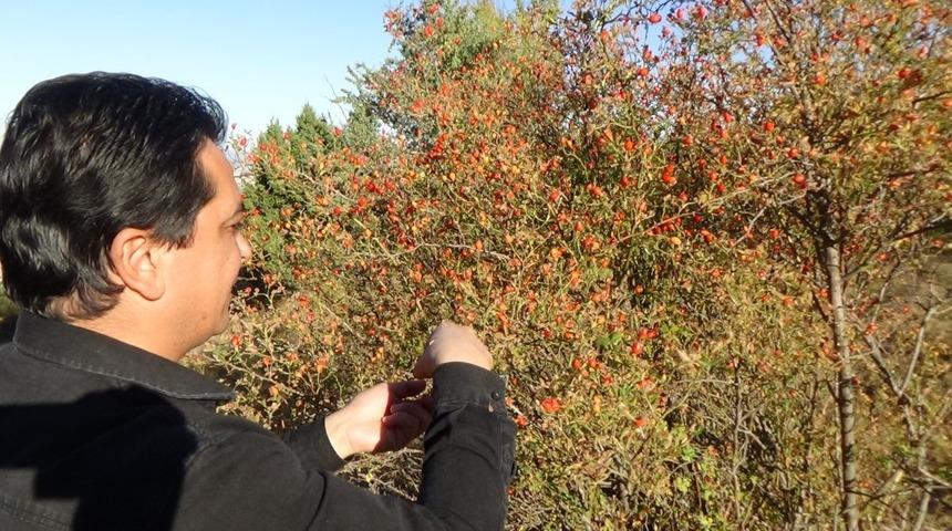 C vitamini deposu kuşburnuyla kışa hazırlık