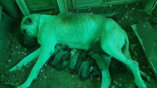 Tunceli'de Kangal köpeği, 14 yavru dünyaya getirdi