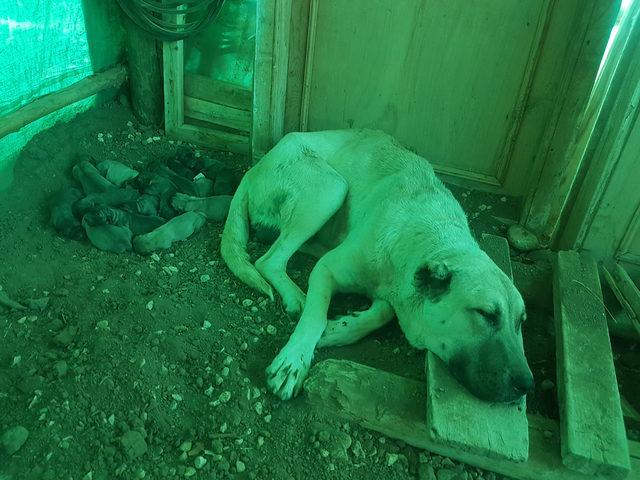 Tunceli'de Kangal köpeği, 14 yavru dünyaya getirdi