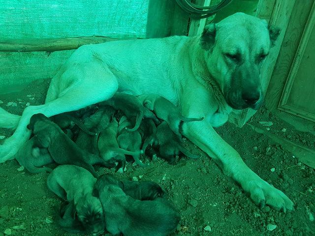 Tunceli'de Kangal köpeği, 14 yavru dünyaya getirdi