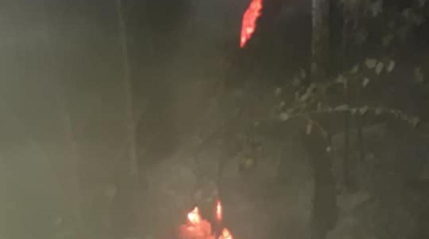 &Ccedil;ınar ağacı alev alev yandı