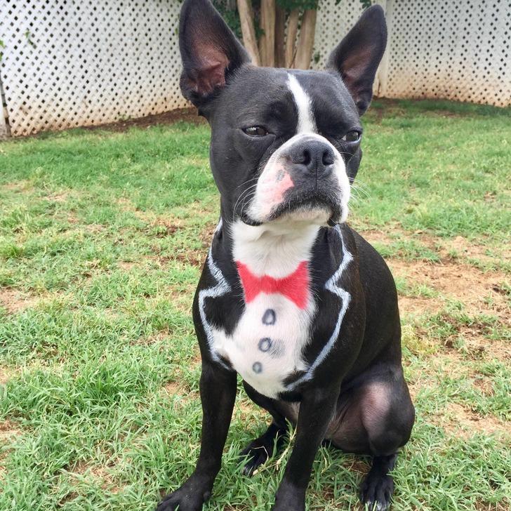 Köpek kuaförünün birbirinden ilginç tasarımları şaşırttı! G2