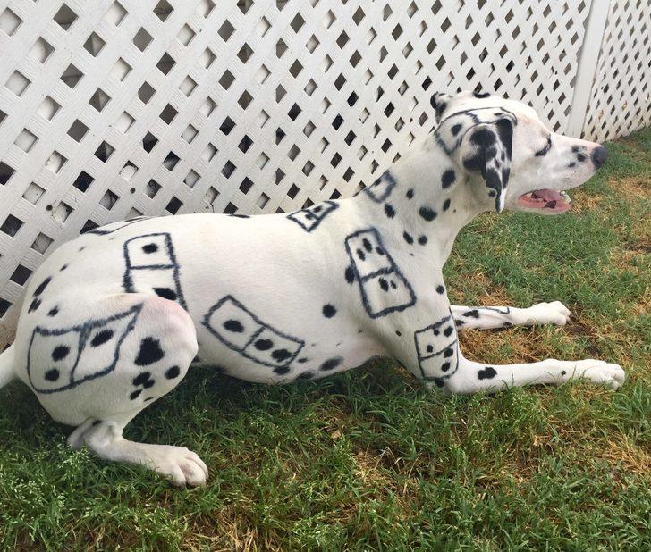 Köpek kuaförünün birbirinden ilginç tasarımları şaşırttı! G3