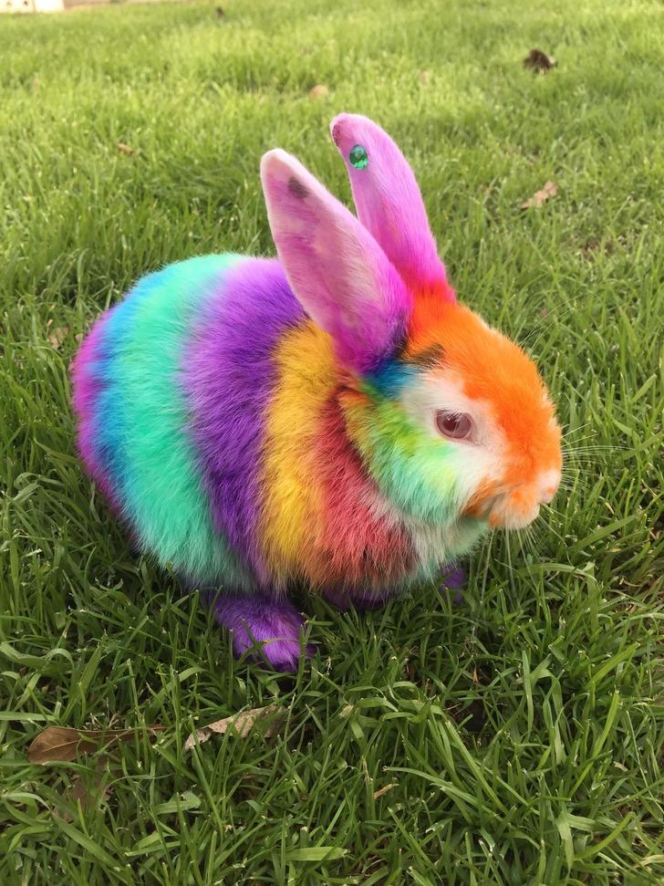 Köpek kuaförünün birbirinden ilginç tasarımları şaşırttı! G5