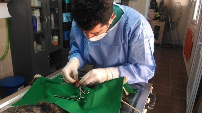 Hasta kedi operasyonla sağlığına kavuştu