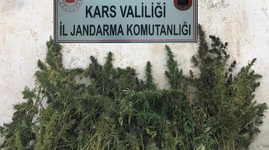 Kars&rsquo;ta kenevir ele ge&ccedil;irildi