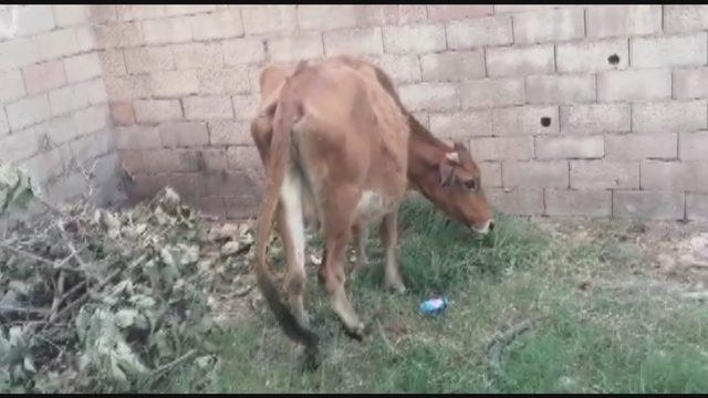 Duvar arasında mahsur kalan inek kurtarıldı