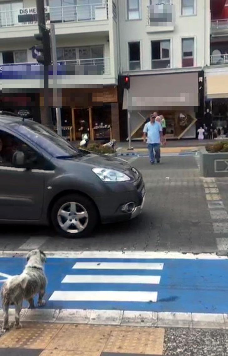 Yaya kırmızıda geçti, köpek yeşil ışığı bekledi G2