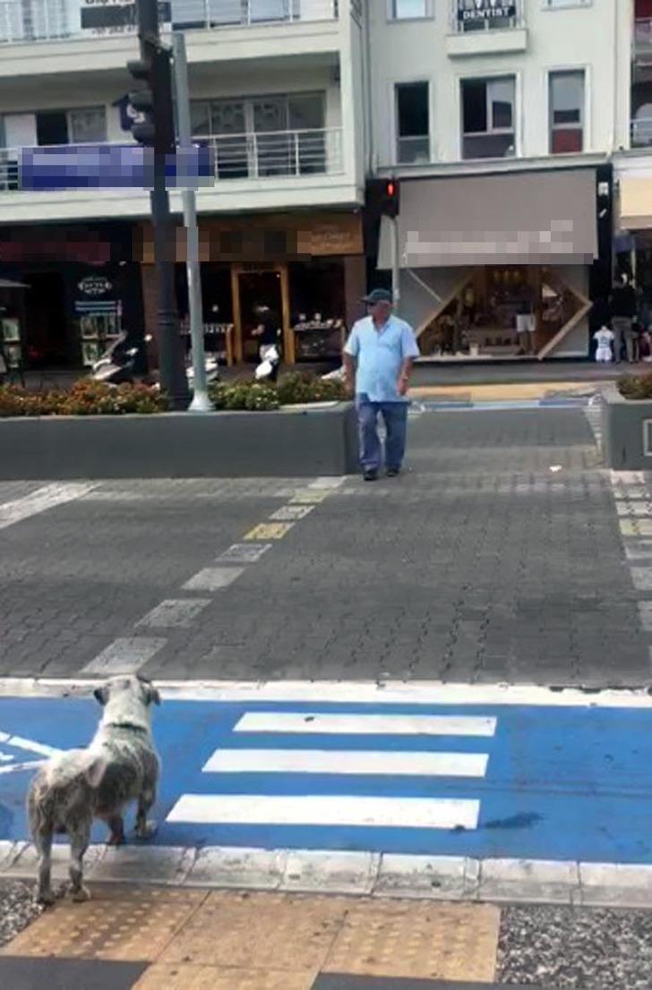 Yaya kırmızıda geçti, köpek yeşil ışığı bekledi G3