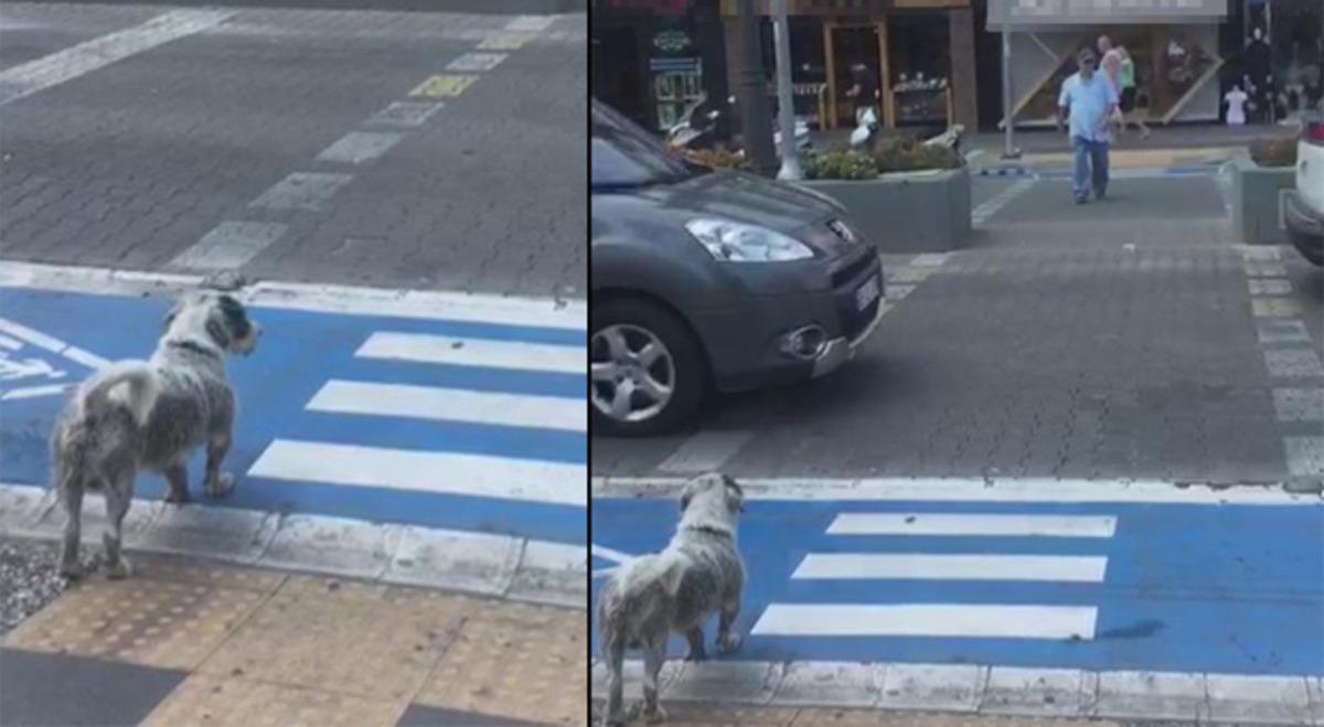 Yaya kırmızıda ge&ccedil;ti, k&ouml;pek yeşil ışığı bekledi