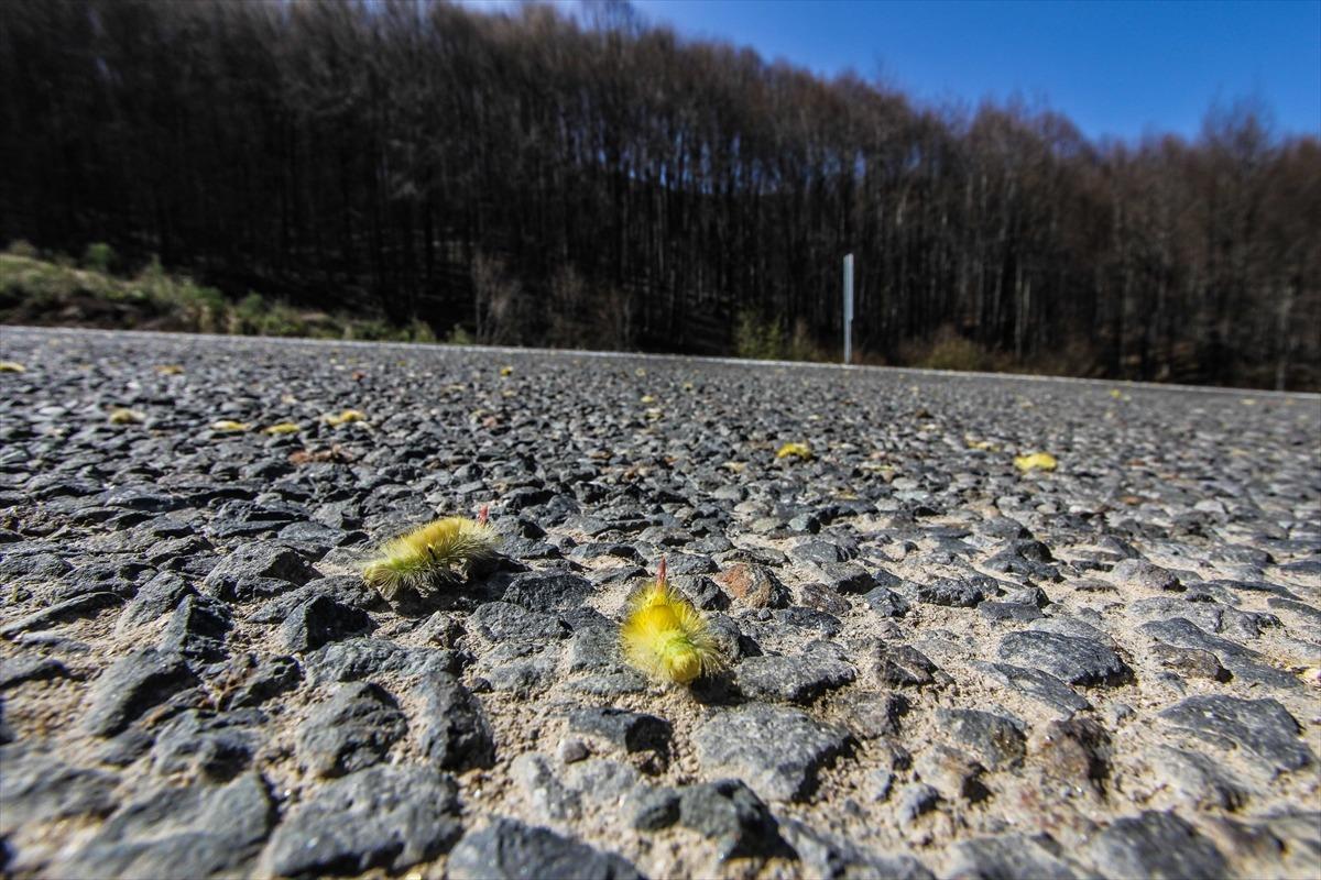 Durdurulamıyorlar! 'Derenin i&ccedil;inde de varlar'