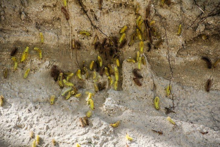 Durdurulamıyorlar! 'Derenin içinde de varlar' G4