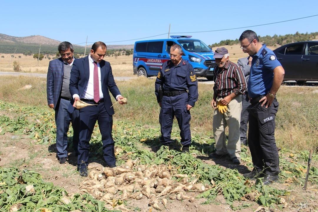 Dumlupınar&rsquo;da şeker pancarı bereketi