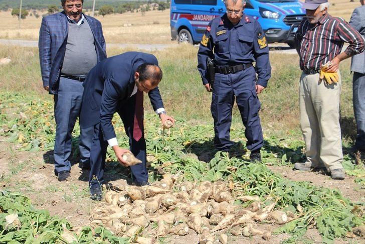 Dumlupınar’da şeker pancarı bereketi G3
