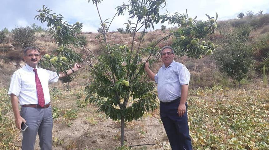 Bozdoğan&rsquo;da il&ccedil;e tarımdan kestane bah&ccedil;esi ziyareti