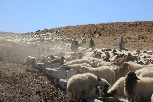 Tuşba Belediyesinden bölge hayvancılığına destek