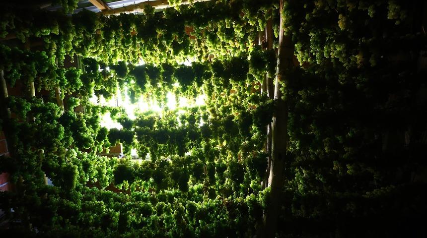 Toroslar'ın zümrüdü: Yeşil gök üzüm