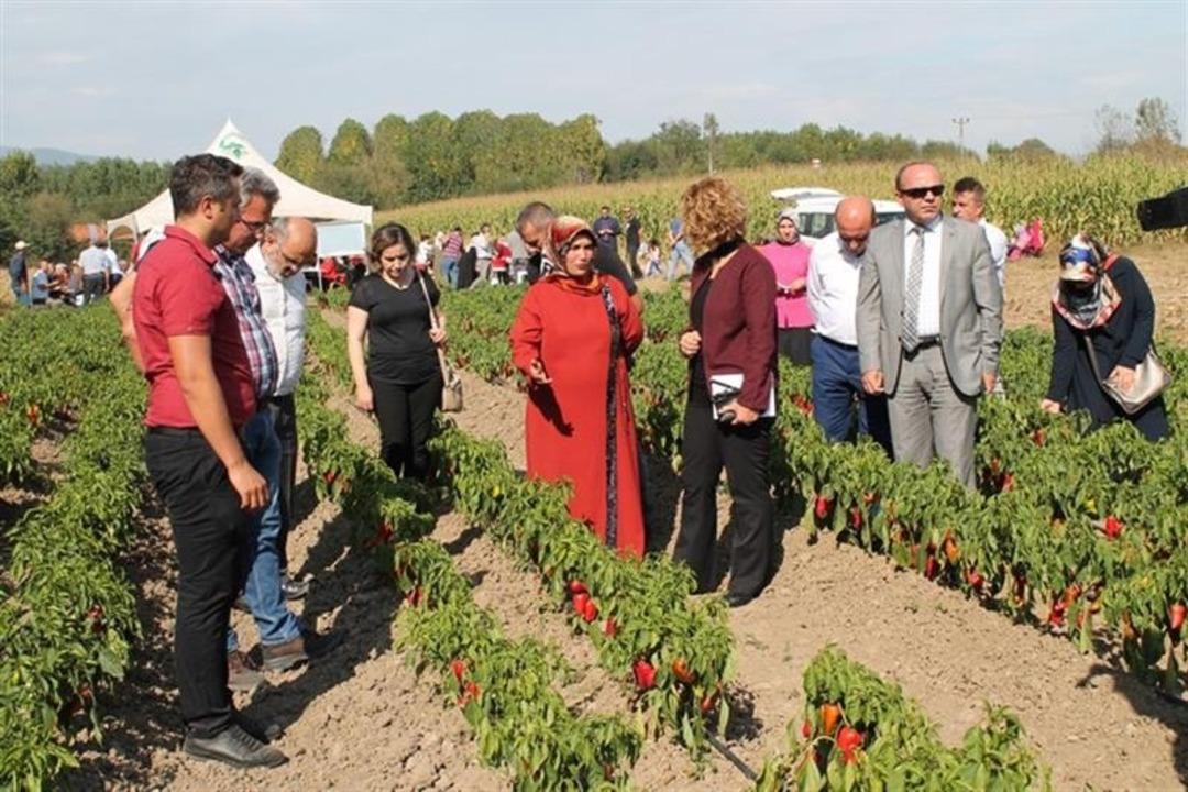 Kapya Biber Tarla G&uuml;n&uuml; etkinliği d&uuml;zenlendi