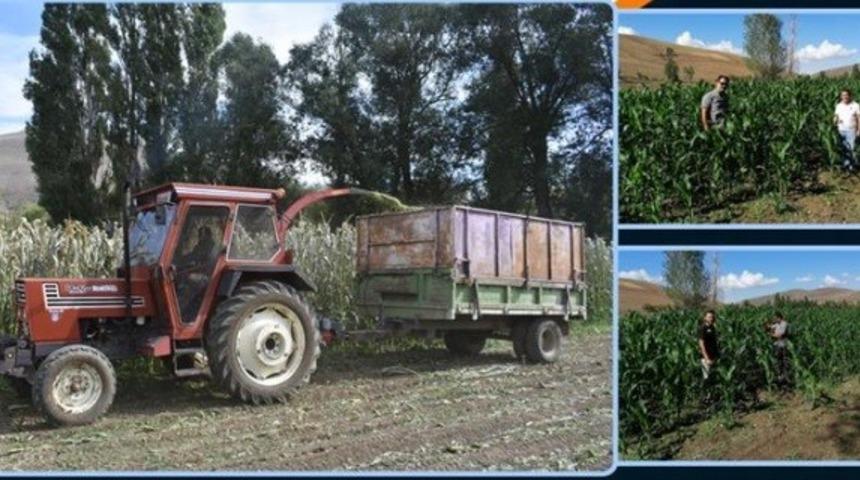 Bayburt&rsquo;ta silajlık mısır ve yonca hasadı başladı