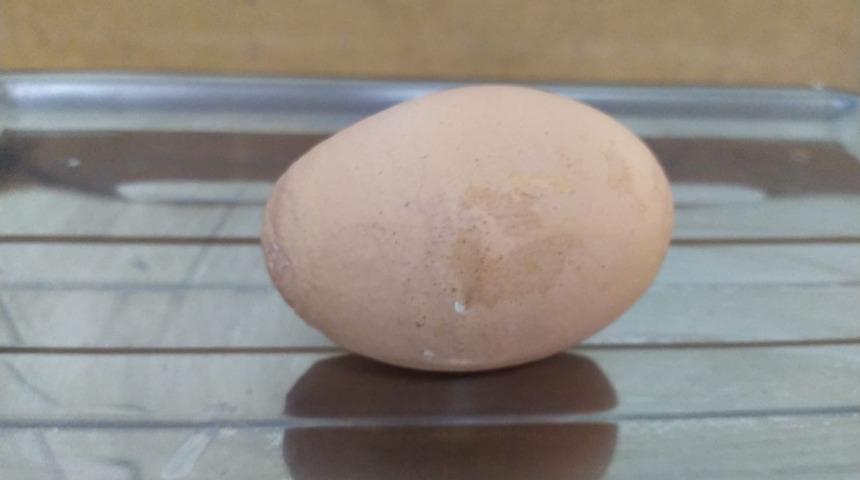 Denizli'de 136 gramlık yumurta görenleri şaşkına çevirdi