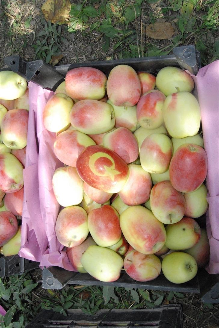 Tescilli uzun elma pazara indi! Uzun elma nerede yetişir?  G5