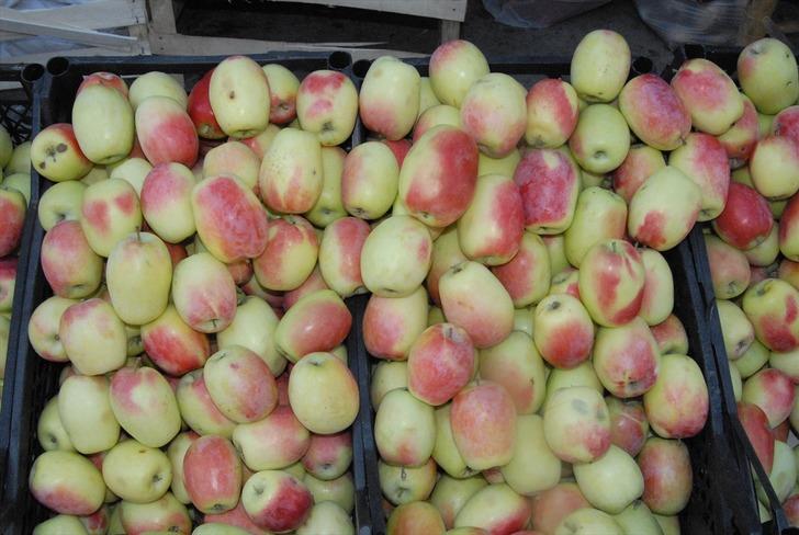 Tescilli uzun elma pazara indi! Uzun elma nerede yetişir?  G1