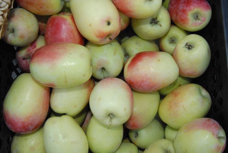 Tescilli uzun elma pazara indi! Uzun elma nerede yetişir?  G4