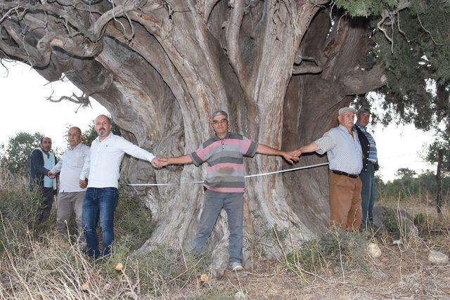 Bin yıllık olduğu öne sürülen dev servi için 'anıt ağaç' tescili isteği
